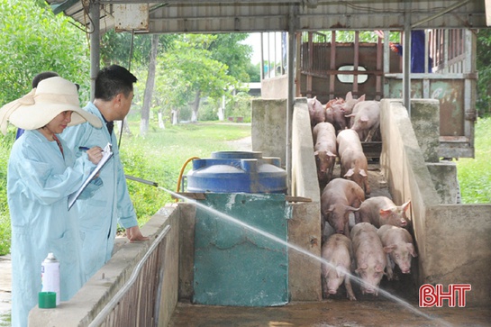 Trong “bão dịch”, nhiều trang trại lợn ở Hà Tĩnh vẫn thắng lớn