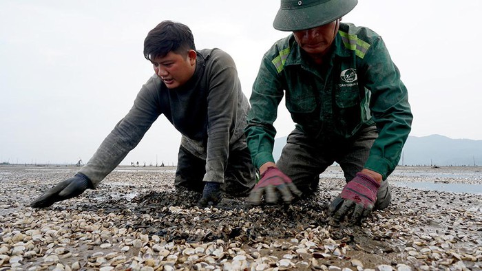 Người dân Hà Tĩnh điêu đứng vì 80 ha ngao nuôi chết trắng vùng cửa biển