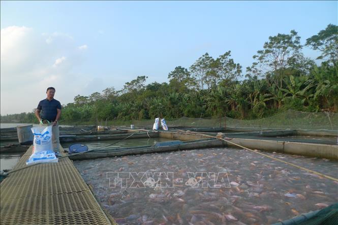 Cựu chiến binh trở thành tỷ phú nông dân từ hai bàn tay trắng 