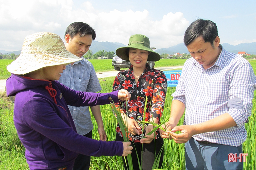 Gạo Xuyên Hương Hà Tĩnh - nâng tầm thương hiệu gạo Việt